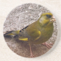 Beautiful Finch