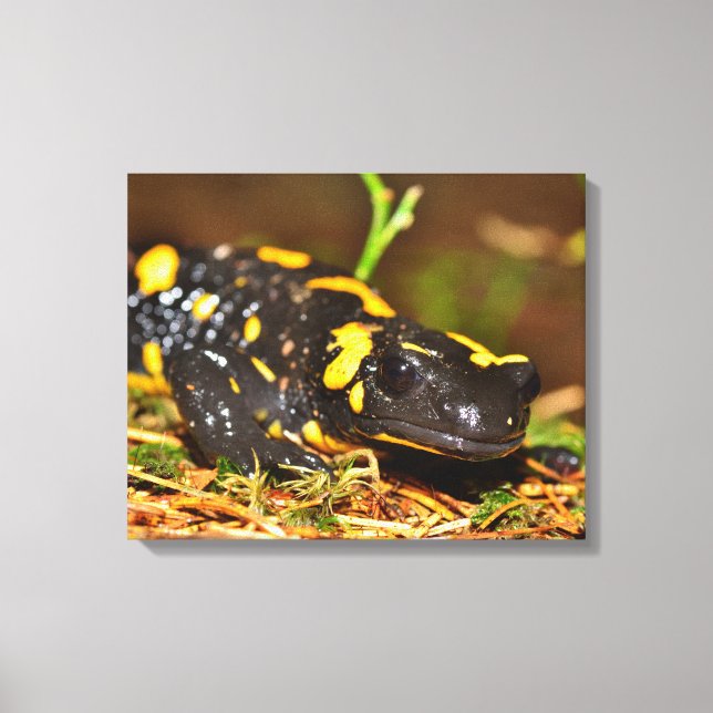Beautiful Fire Salamander Canvas Print (Front)