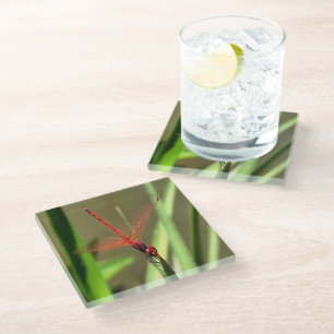 Beautiful Firecracker Dragonfly Acrylic Painting Glass Coaster