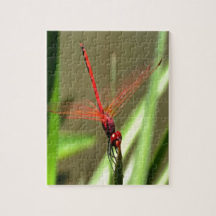 Beautiful Firecracker Dragonfly Acrylic Painting Jigsaw Puzzle