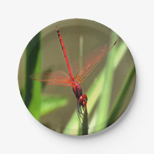 Beautiful Firecracker Dragonfly Acrylic Painting Paper Plate