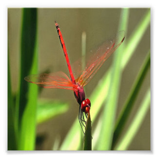 Beautiful Firecracker Dragonfly Acrylic Painting Photo Print
