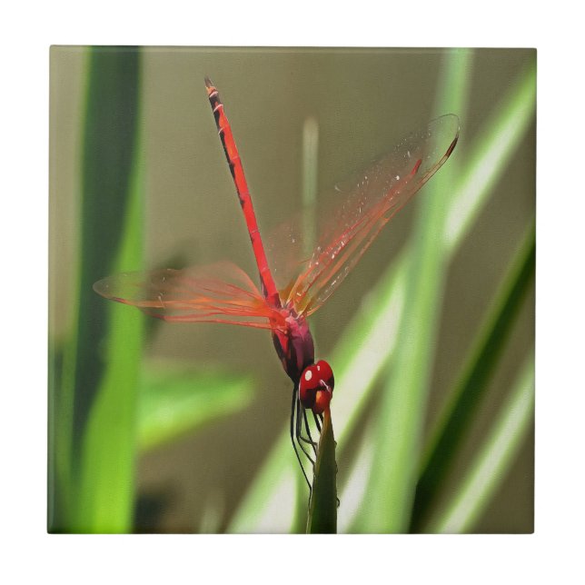 Beautiful Firecracker Dragonfly Acrylic Painting Tile (Front)