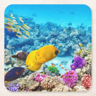 Beautiful Fish Coaster Set
