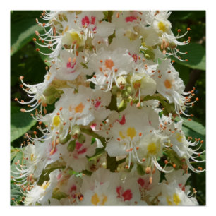 Beautiful Flower 20" x 20",Poster Paper,Semi-Gloss Poster