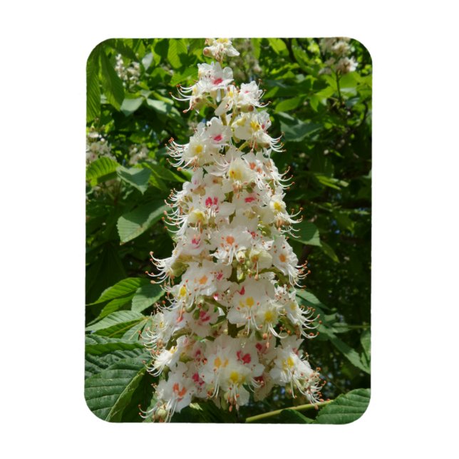 Beautiful Flower 3"x4" Magnet (Vertical)
