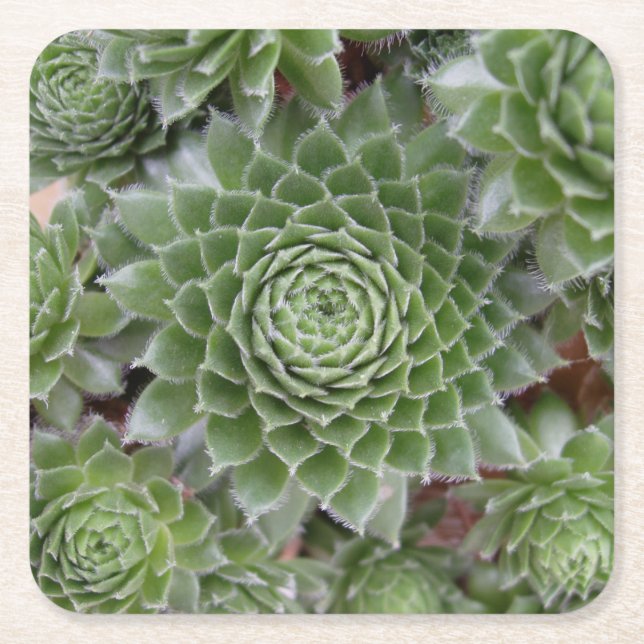 Beautiful Flower Coaster Set (Front)