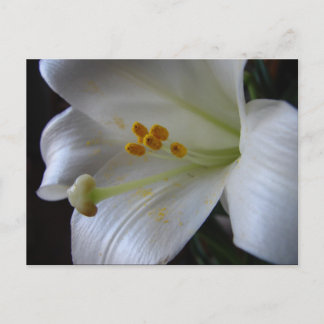 Beautiful Flower Postcard