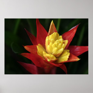 Beautiful Flower Poster