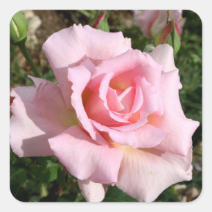 Beautiful Flower Sticker Set