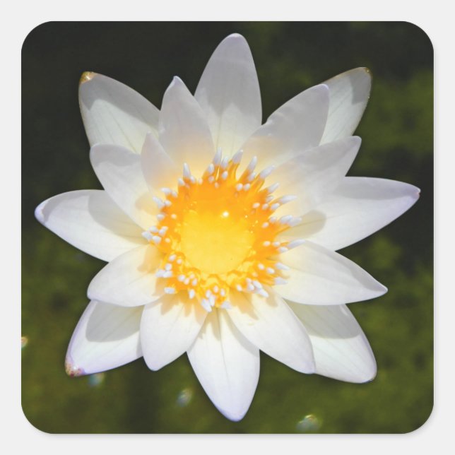 Beautiful flower white water lily square sticker (Front)