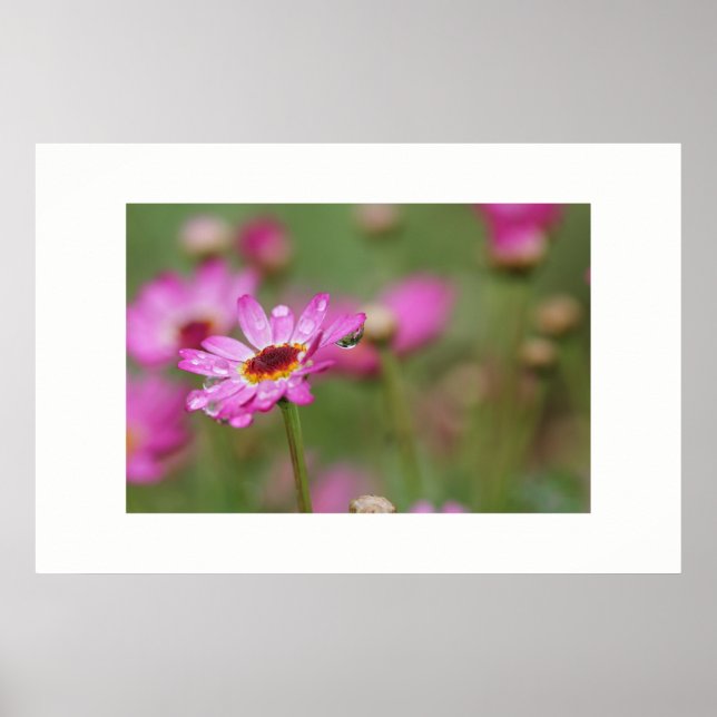 Beautiful Flower with a drop of rain Poster (Front)