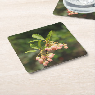 Beautiful flowers of Enkianthus Square Paper Coaster