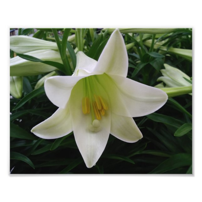 Beautiful Flowers Photo Print (Front)