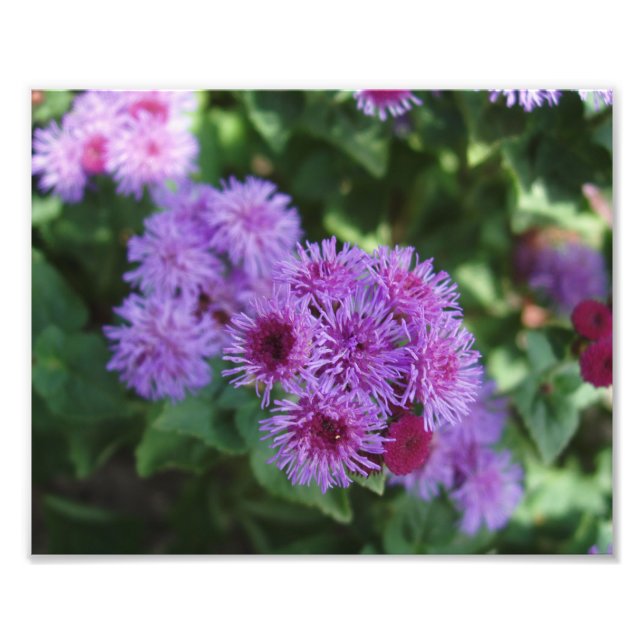 Beautiful Flowers Photo Print (Front)