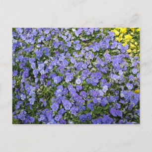 Beautiful Flowers - postcard