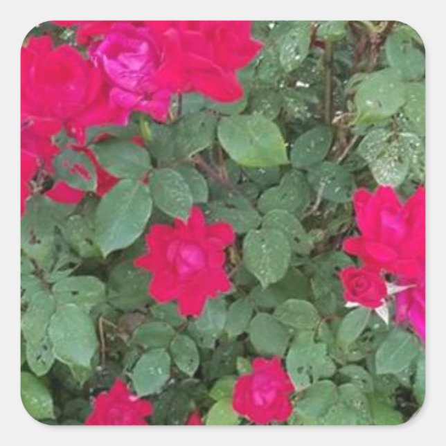 Beautiful Flowers Square Sticker (Front)