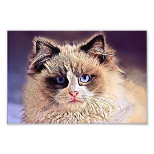 Beautiful fluffy cat photo print