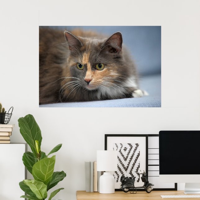 Beautiful Fluffy Pet Cat on Grey Blue Background   Poster (Home Office)