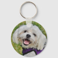 Beautiful Fluffy White Maltese Puppy Dog