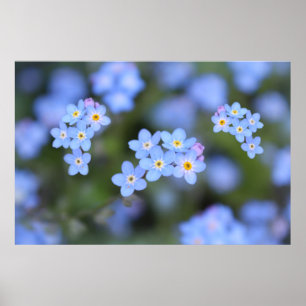 Beautiful Forget-me-not flowers  Poster