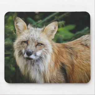 Beautiful Fox in the Wild Mouse Pad