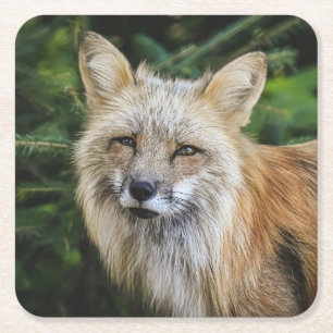 Beautiful Fox in the Wild Square Paper Coaster