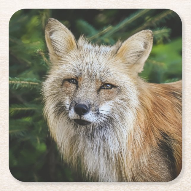 Beautiful Fox in the Wild Square Paper Coaster (Front)