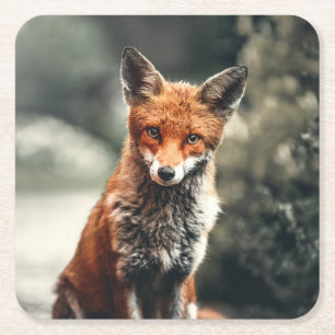 Beautiful Fox in the Wild Square Paper Coaster