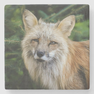 Beautiful Fox in the Wild Stone Coaster