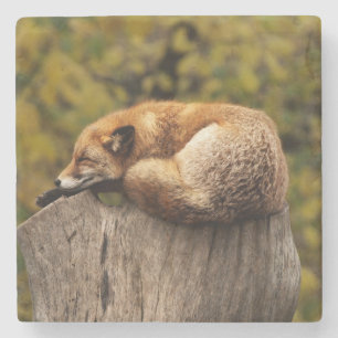 Beautiful Fox Sleeping on a Tree Stump Stone Coaster