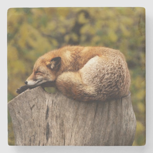 Beautiful Fox Sleeping on a Tree Stump Stone Coaster (Front)