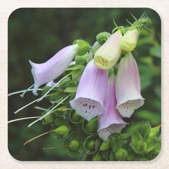 Beautiful Foxglove Flowers Square Paper Coaster (Front)