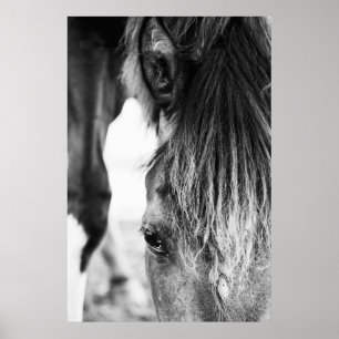 Beautiful friend Horse "poster" Poster