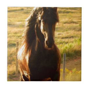 BEAUTIFUL FRIESIAN HORSE STALLION TILE