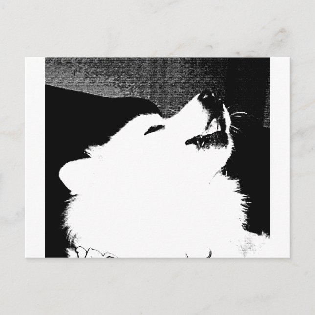 Beautiful furry Samoyed white dog Postcard (Front)