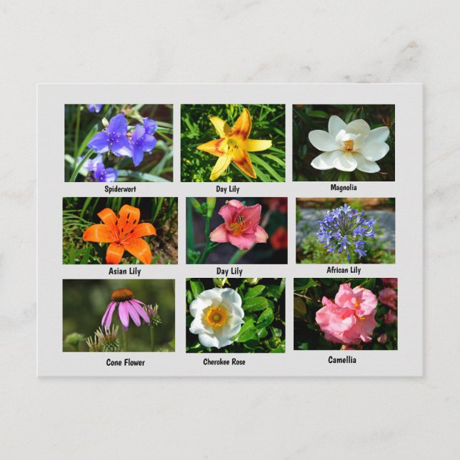 Beautiful Garden Flowers Postcard (Front)
