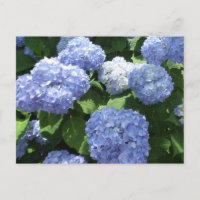 Beautiful Garden, Hydrangea Flowers Photo