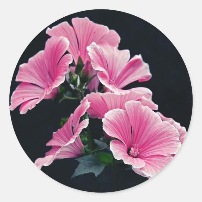 Beautiful Garden Pink Mallow Roses Flowers Classic Round Sticker (Front)