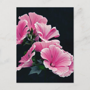 Beautiful Garden Pink Mallow Roses Flowers Postcard