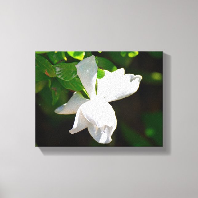 Beautiful Gardenia Flower Canvas Print (Front)