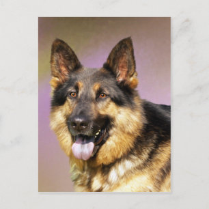 Beautiful German Shepherd dog portrait Postcard