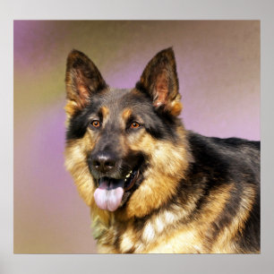Beautiful German Shepherd dog portrait Poster