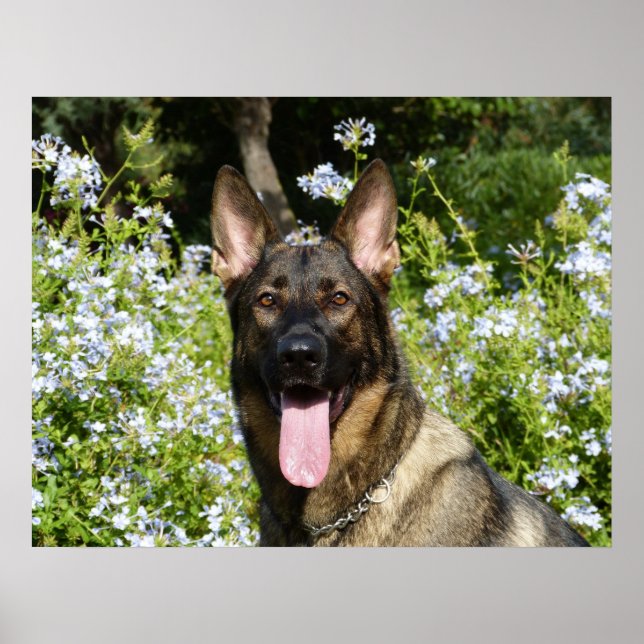 Beautiful German Shepherd dog Poster (Front)