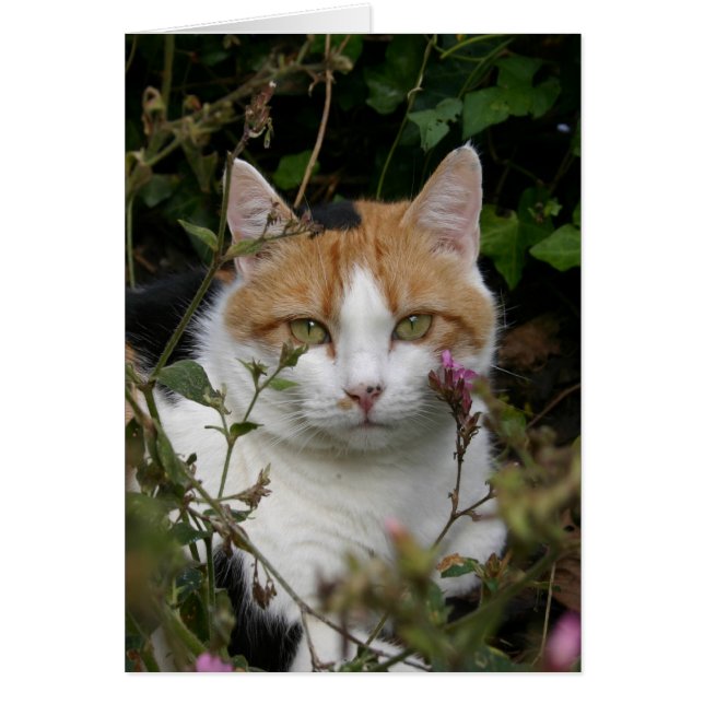 beautiful ginger black and white cat in the garden (Front)