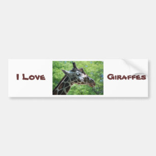 Beautiful Giraffe Bumper Sticker