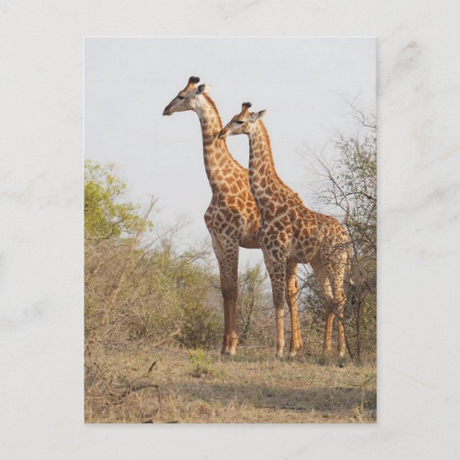 Beautiful Giraffe Nature Photography Postcard (Front)