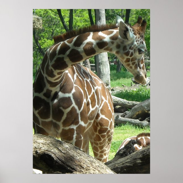 Beautiful Giraffe Poster (Front)