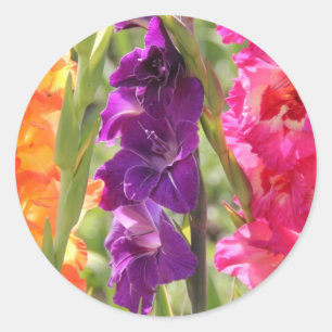 Beautiful Gladiolus Blooms Classic Round Sticker