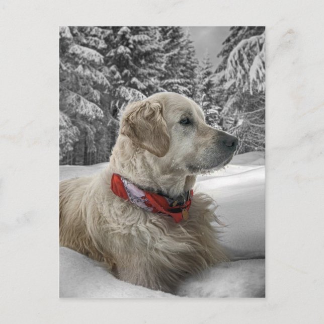 Beautiful Golden Retriever in snow Postcard (Front)